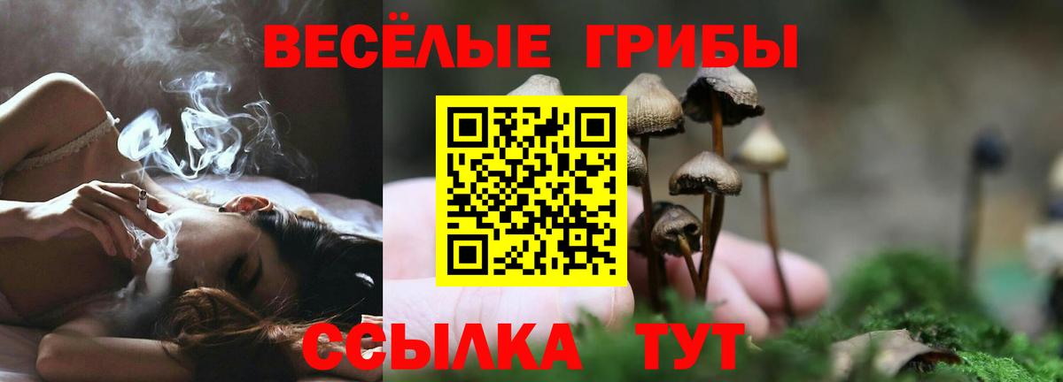 Псилоцибиновые грибы Cubensis Можайск